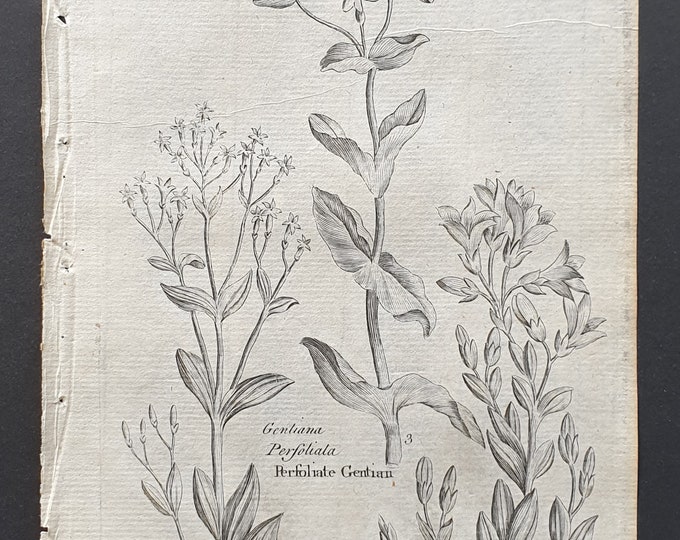 Centaury, Perfoliate and Autumnal Gentian - Original 1802 Culpeper engraving (68)
