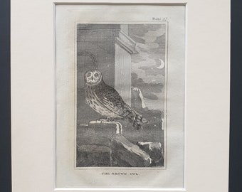 The Brown Owl - Original 1812 Buffon print in mount (27)