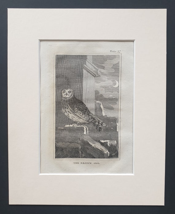 The Brown Owl - Original 1812 Buffon print in mount (27)