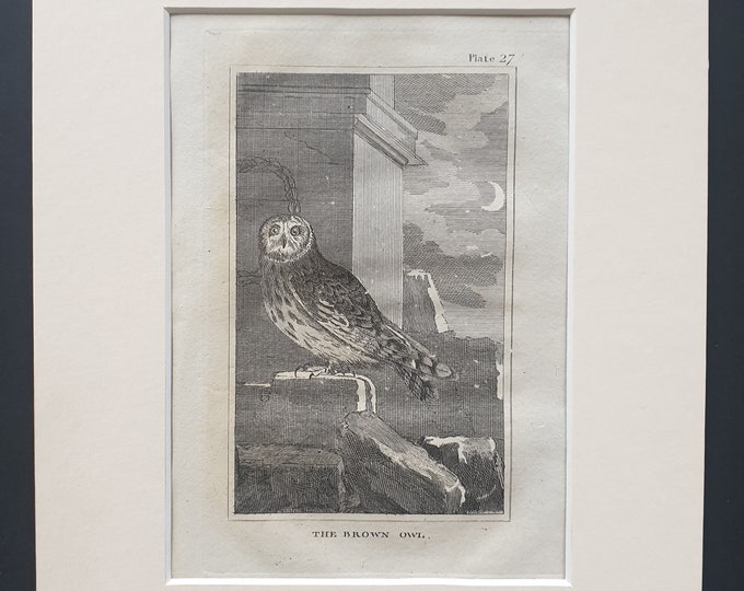 The Brown Owl - Original 1812 Buffon print in mount (27)
