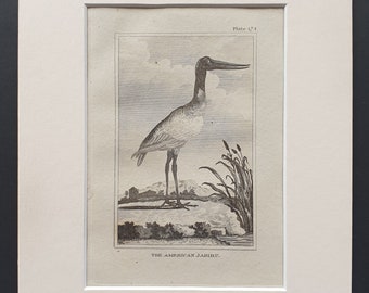 The American Jabiru - Original 1812 Buffon print in mount (174)