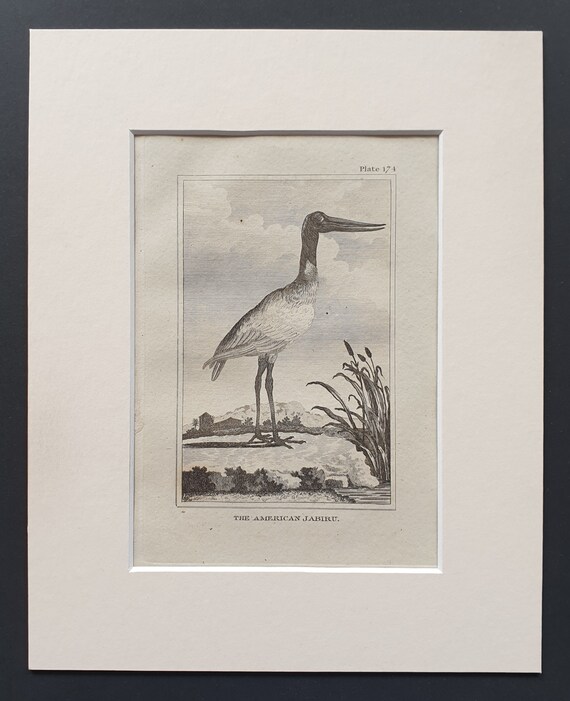 The American Jabiru - Original 1812 Buffon print in mount (174)