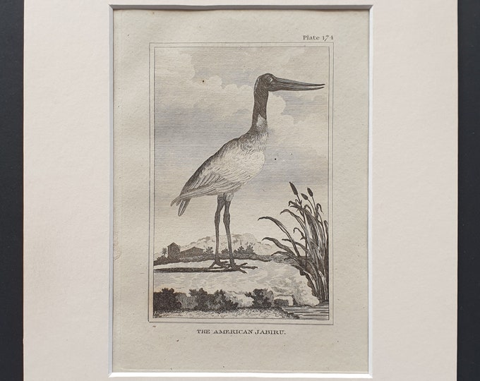 The American Jabiru - Original 1812 Buffon print in mount (174)
