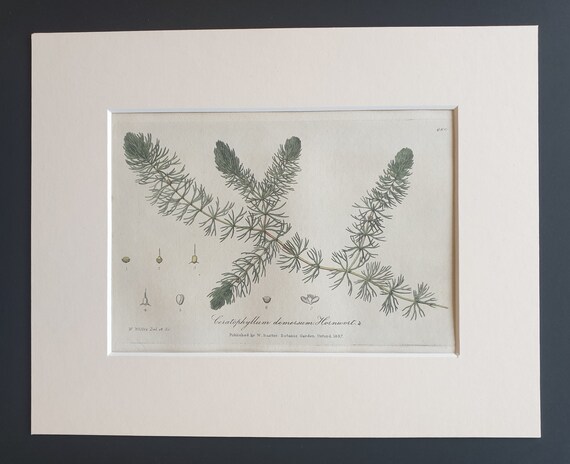 Common Hornwort - Original 1839 hand coloured flower print in mount