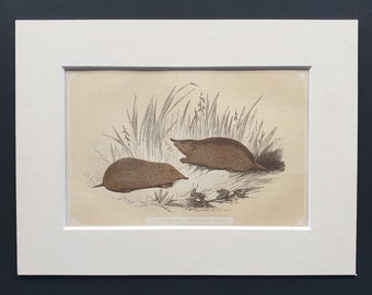 Shrew and Common Mole - Original 1851 John Tallis woodblock print