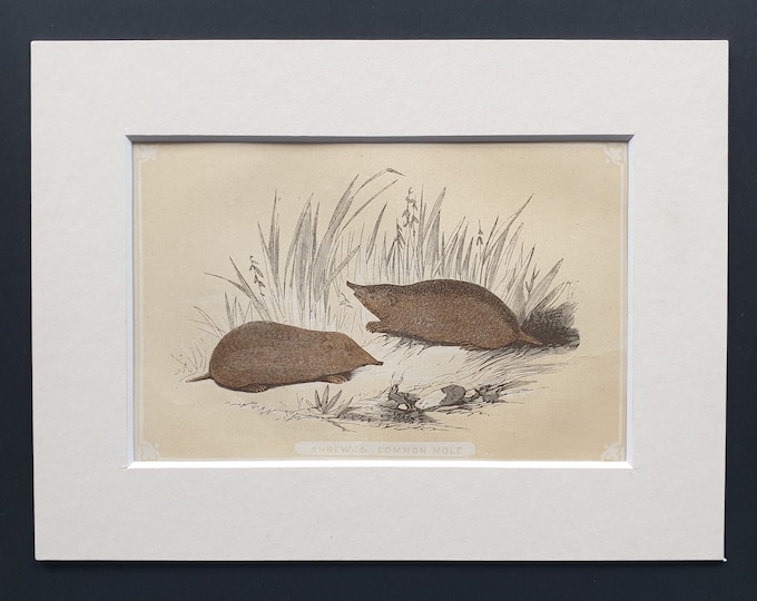 Shrew and Common Mole - Original 1851 John Tallis woodblock print
