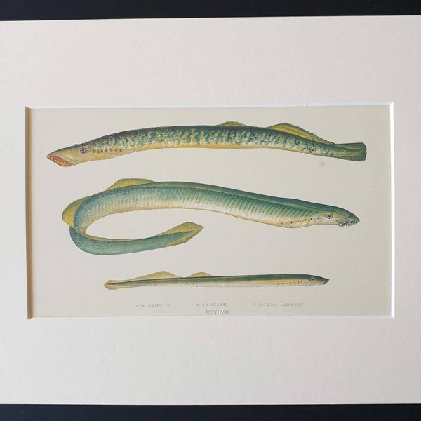 Lamprey/ Sea Lamprey/ Silver Lamprey - Originele print 'Geschiedenis van de vissen van de Britse eilanden' uit 1867