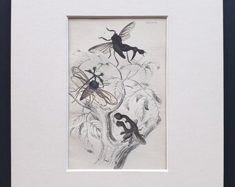 Centrotus Globularis, Centrotus Furcatus, Centrotus Biclavatus - Original c1860 hand coloured insect print in mount