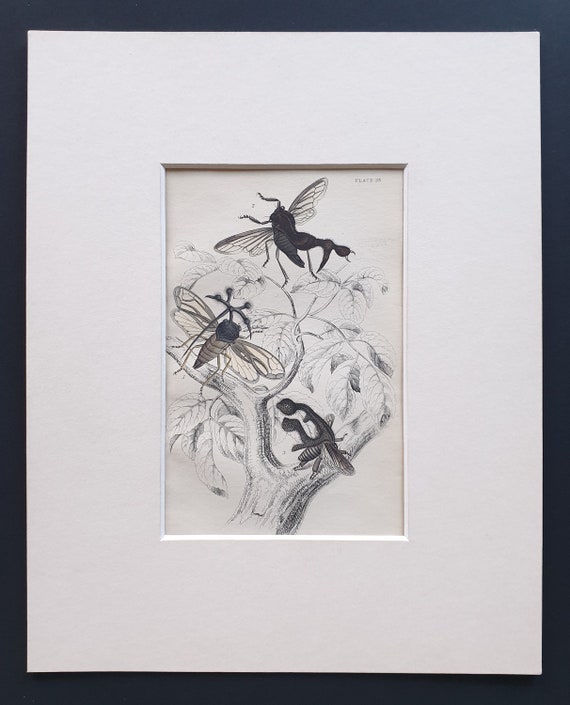 Centrotus Globularis, Centrotus Furcatus, Centrotus Biclavatus - Original c1860 hand coloured insect print in mount
