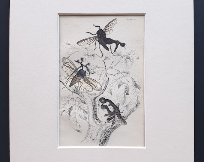 Centrotus Globularis, Centrotus Furcatus, Centrotus Biclavatus - Original c1860 hand coloured insect print in mount