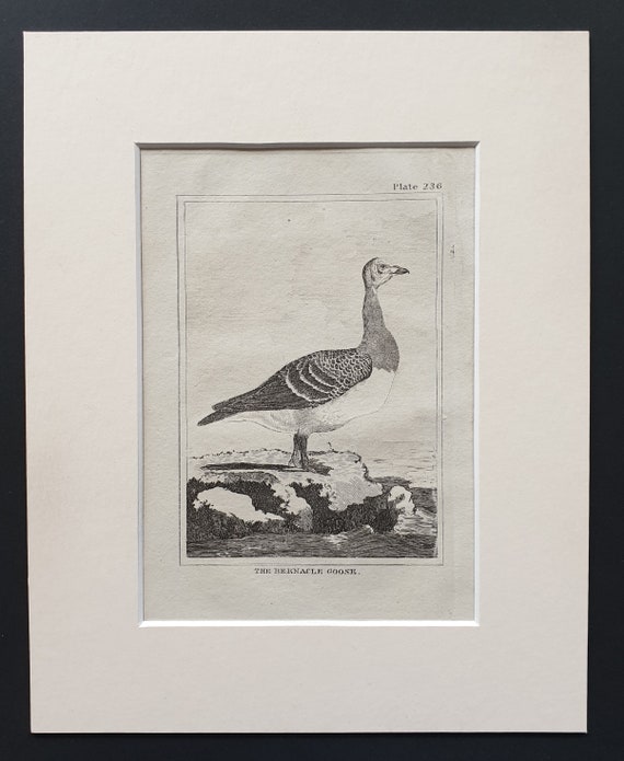 The Bernacle Goose -  Original 1812 Buffon print in mount (236)