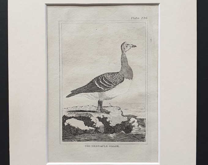 The Bernacle Goose -  Original 1812 Buffon print in mount (236)