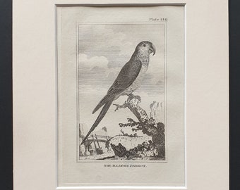 The Illinois Parrot - Original 1812 Buffon print in mount (149)