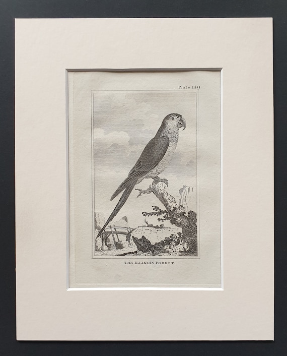 The Illinois Parrot - Original 1812 Buffon print in mount (149)
