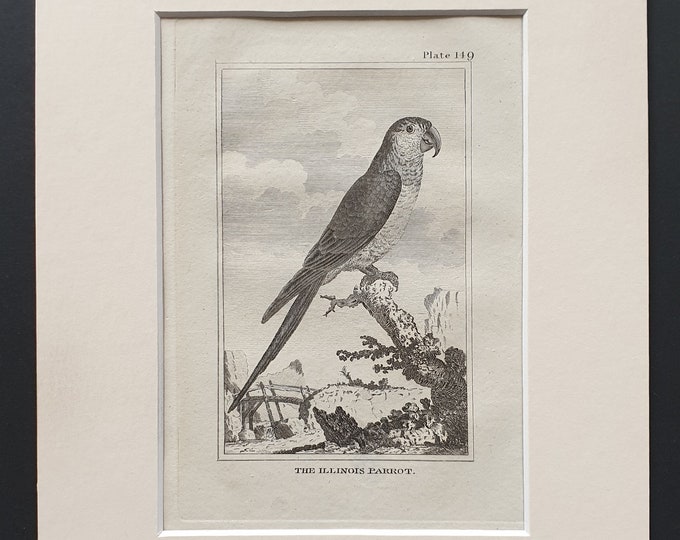 The Illinois Parrot - Original 1812 Buffon print in mount (149)