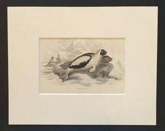 Greenland Seal - Original 1838 hand coloured mammalia print in mount