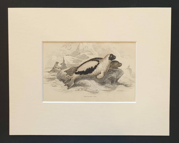 Original 1838 hand coloured mammalia print in mount - Greenland Seal