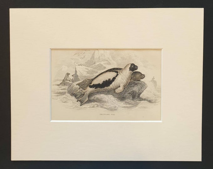 Original 1838 hand coloured mammalia print in mount - Greenland Seal