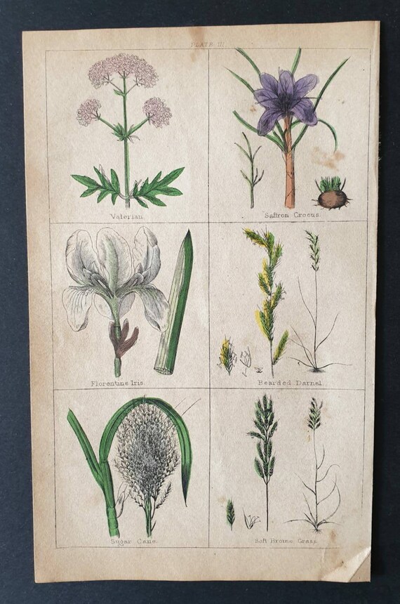 Original 1854 hand coloured botanical print