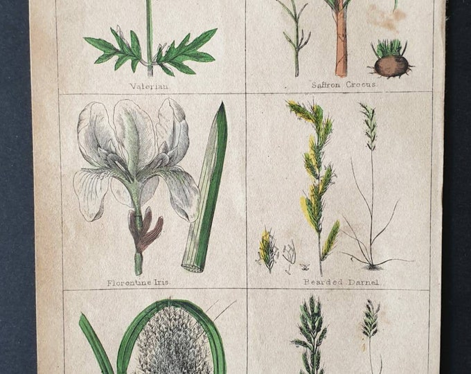 Original 1854 hand coloured botanical print