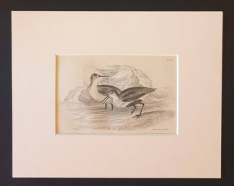 Purre or Dunlin - Original c1840 hand coloured bird print in mount