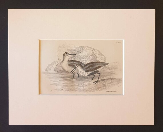 Original c1840 hand coloured bird print in mount - Purre or Dunlin