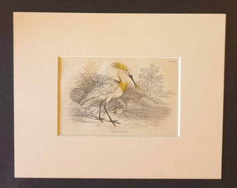 White Spoonbill - Original c1840 hand coloured bird print in mount