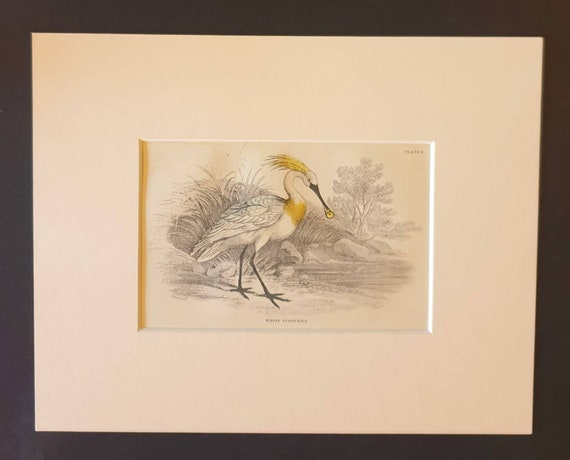 Original c1840 hand coloured bird print in mount - White Spoonbill