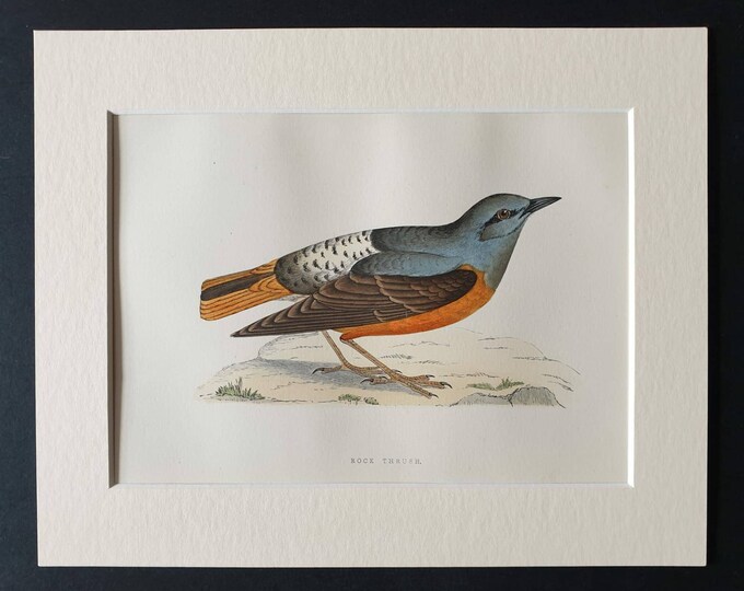 Original 1891 hand coloured bird print in mount - Rock Thrush