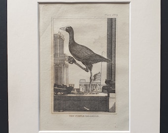 The Purple Gallinule -  Original 1812 Buffon print in mount (209)