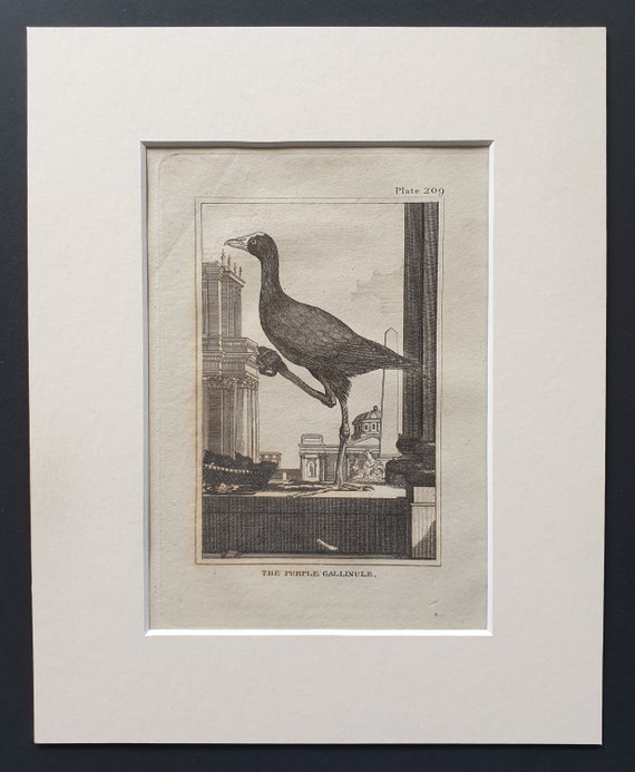 The Purple Gallinule -  Original 1812 Buffon print in mount (209)
