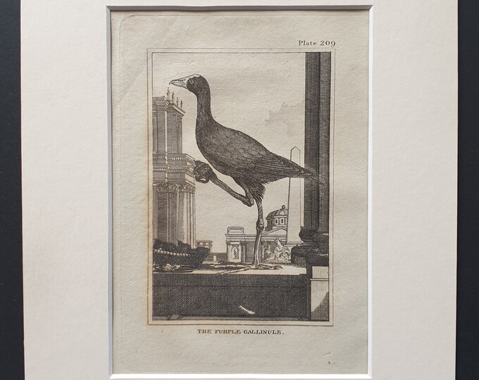 The Purple Gallinule -  Original 1812 Buffon print in mount (209)