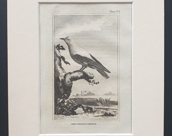 The Golden Oriole - Original 1812 Buffon print in mount (73)