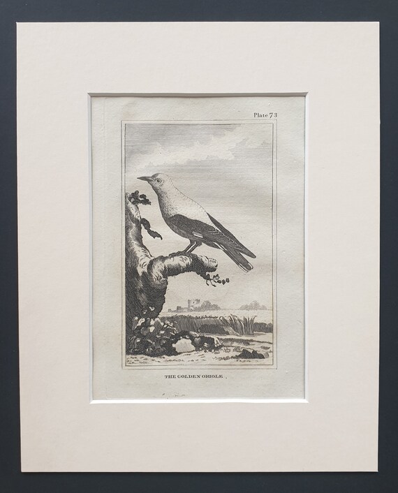 The Golden Oriole - Original 1812 Buffon print in mount (73)