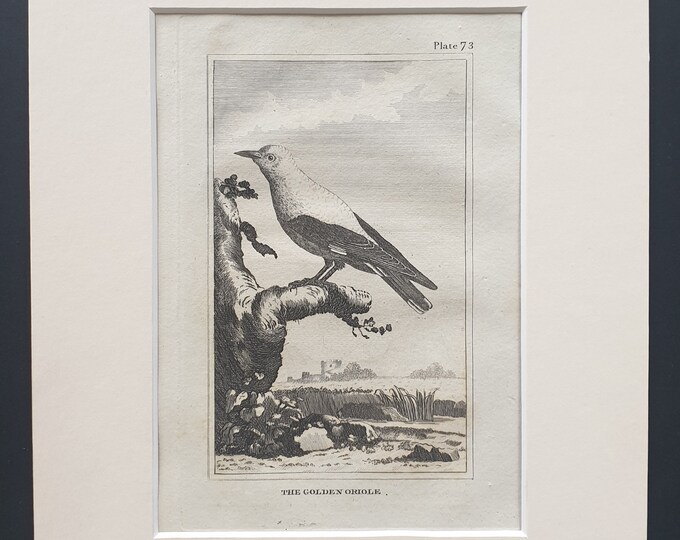 The Golden Oriole - Original 1812 Buffon print in mount (73)