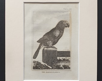 The Mailed Parrot - Original 1812 Buffon print in mount (148)