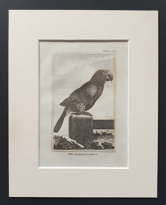 The Mailed Parrot - Original 1812 Buffon print in mount (148)