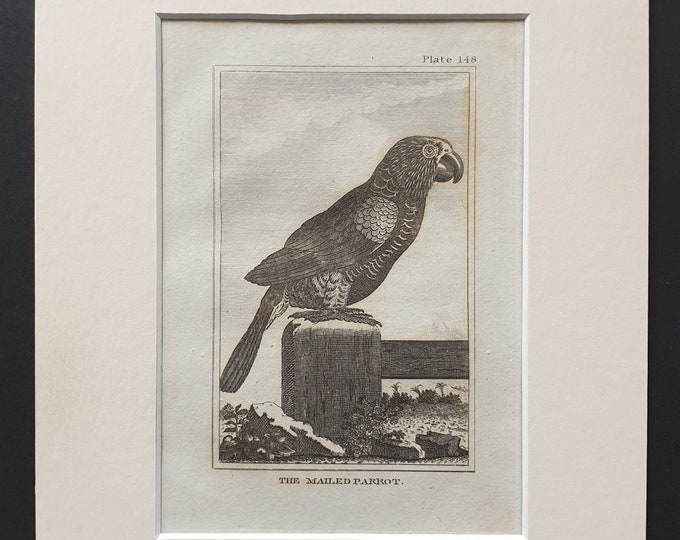 The Mailed Parrot - Original 1812 Buffon print in mount (148)