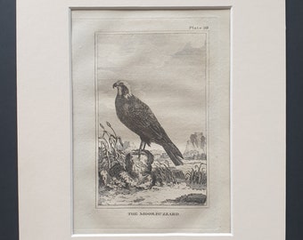The Moor Buzzard - Original 1812 Buffon print in mount (10)