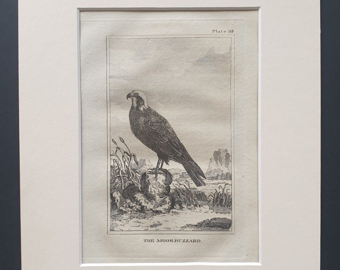 The Moor Buzzard - Original 1812 Buffon print in mount (10)