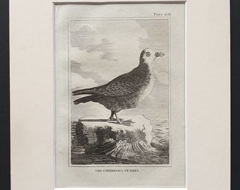 The Cinereous Petrel -  Original 1812 Buffon print in mount (251)
