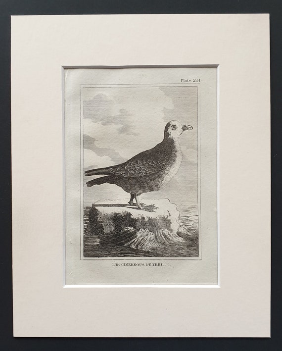 The Cinereous Petrel -  Original 1812 Buffon print in mount (251)
