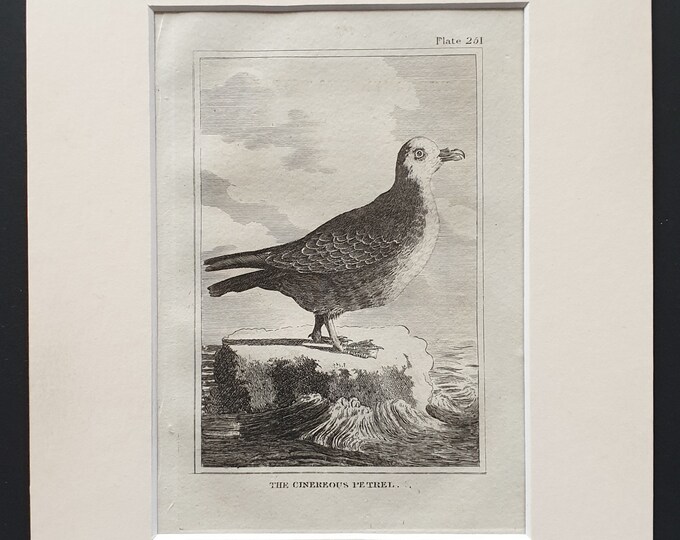 The Cinereous Petrel -  Original 1812 Buffon print in mount (251)