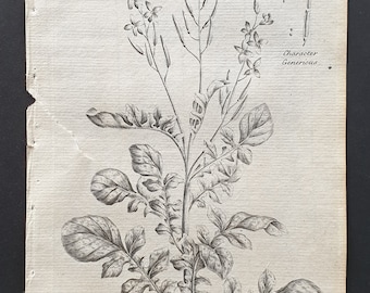 Black Mustard - Original 1802 Culpeper engraving (103)
