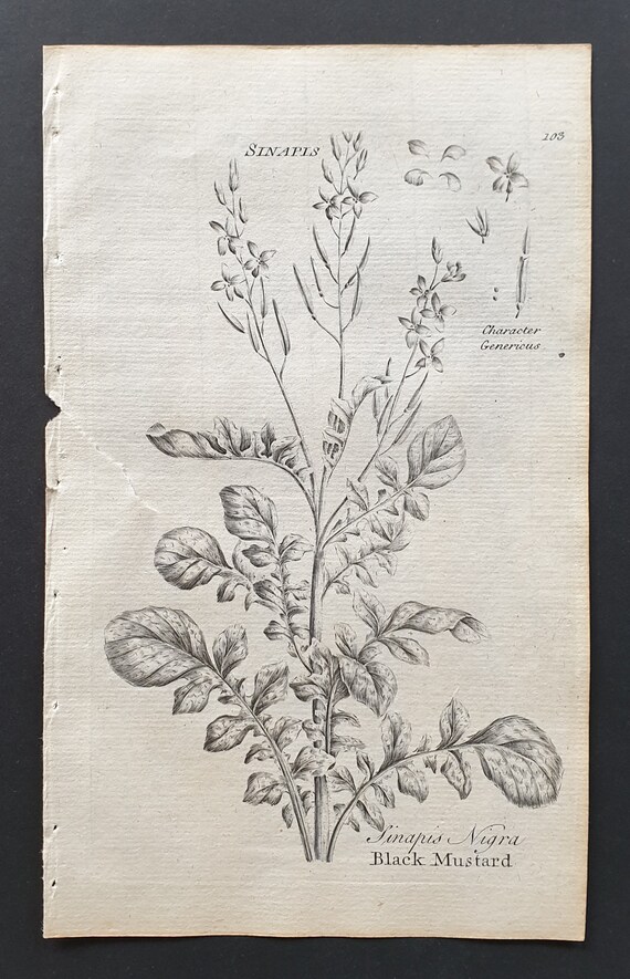 Black Mustard - Original 1802 Culpeper engraving (103)