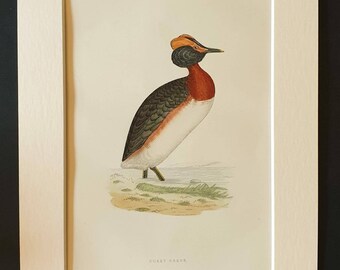 Dusky Grebe - Original 1891 hand coloured bird print in mount