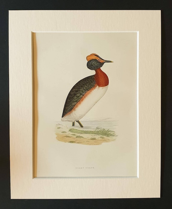 Original 1891 hand coloured bird print in mount - Dusky Grebe