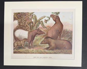 Indian and South American Tapirs - Original 1898 Antique Print