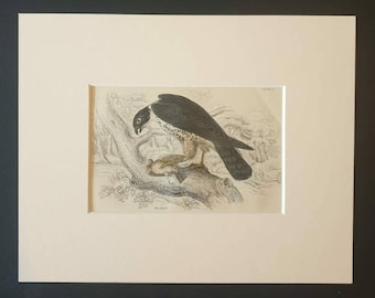 Hobby - Original c1840 hand coloured bird print in mount