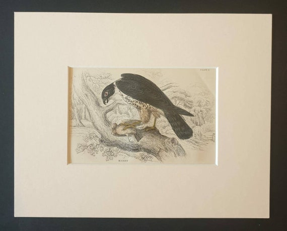 Original c1840 hand coloured bird print in mount - Hobby